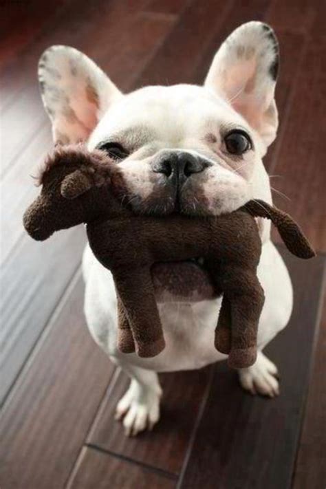 1000 Images About Cute Frenchie Pics On Pinterest French Bulldogs