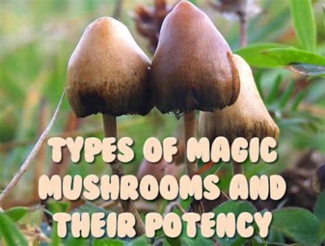 Bc Seeds Types Of Magic Mushrooms And Their Potency