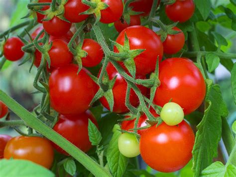 Jual Benih Tomat Red Cherry Import UK Di Lapak Benihkita Benihkita