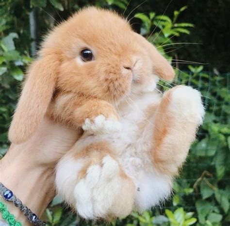 Pin By Bunny On ᶠᵁᶻᶻᵞ ᶠᴿᴱᴺˢ In 2020 Cute Baby Bunnies Cute Little