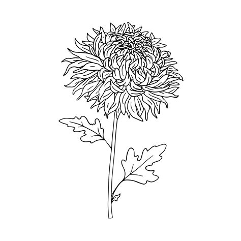Chrysanthemum Vector Art Icons And Graphics For Free Download