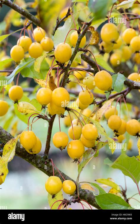 Yellow Autumn Crab Apples Of The Deciduous Small Tree Malus Comtesse