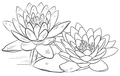 Lotus Flower Coloring Page Printable Flower Porn Sex Picture
