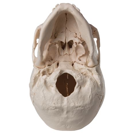 Anatomical Beauchene Adult Human Skull Model