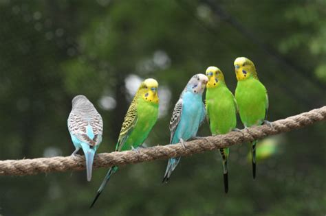 Deciphering Parakeet Sounds Whats Your Budgie Telling You