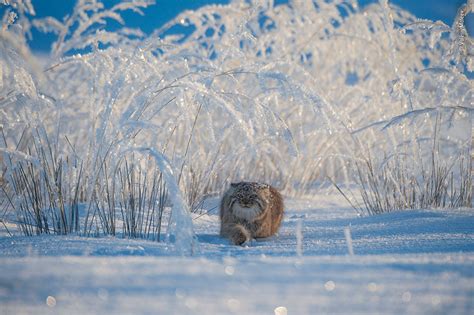 25 Amazing Peoples Choice Photos From The Wildlife Photographer Of The
