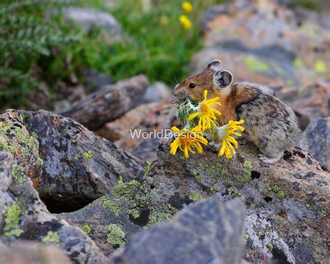 Pika Carrying Wildflowers By Worlddesign Redbubble
