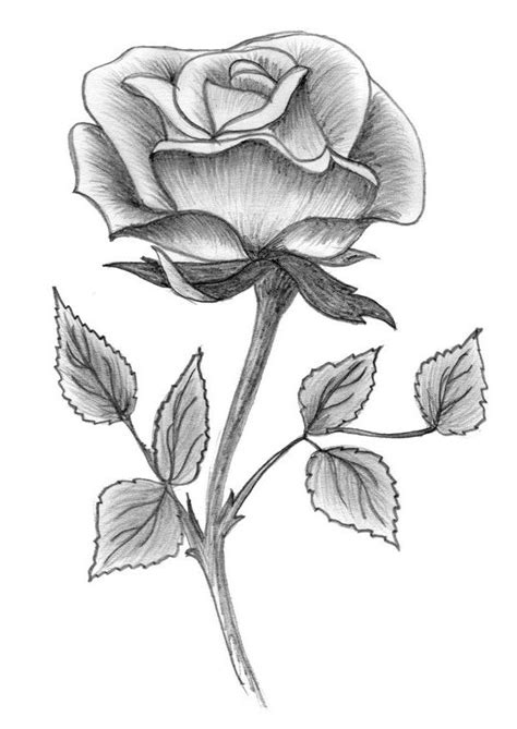 Pencil Drawing Rose Photos Esboço De Rosa Desenhos A Lápis De Flores