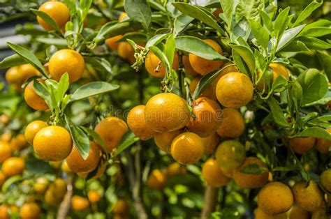 Orange Citrus Japonica Thunb Stock Photo Image Of