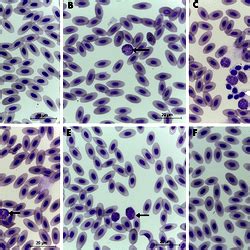 Images Of Stained Chicken Blood Smears