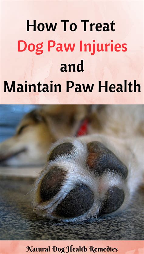 Learn How To Treat Minor Paw Injuries In Dogs And Maintain Dog Paw