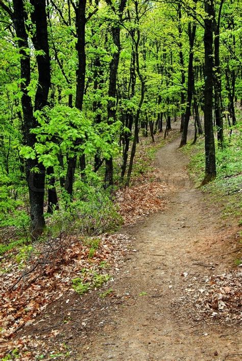 Scenic Path Between Green Trees In Forest Stock Photo