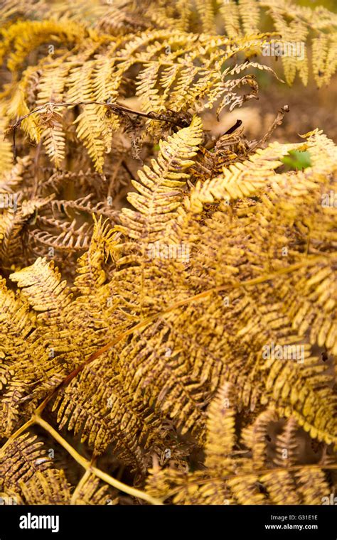 Nienhagen Germany Yellowed Fern In Autumn Stock Photo Alamy