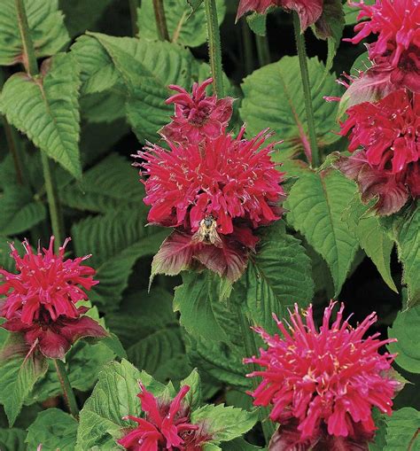 In canada and the united states, what's perennial in the south can be too tender for the north! Best Fragrant Perennial Plants for the Northern Plains