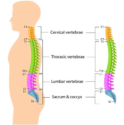 Cervical Thoracic Spine Anatomy