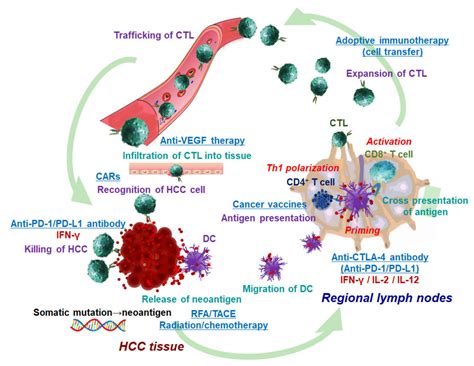 Cancer Immunotherapy For Hepatocellular Carcinoma