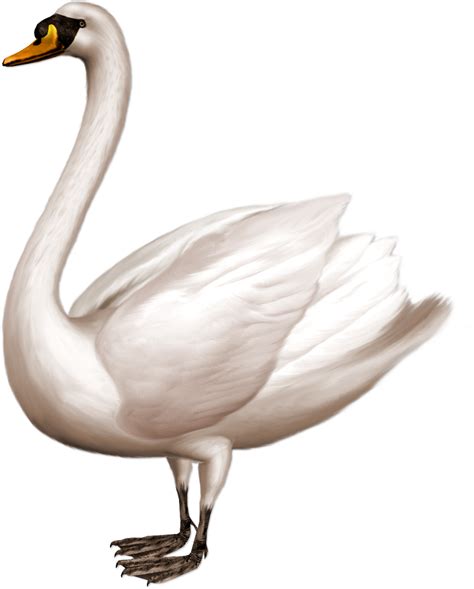 Swan Png Transparent Image Download Size 852x1059px
