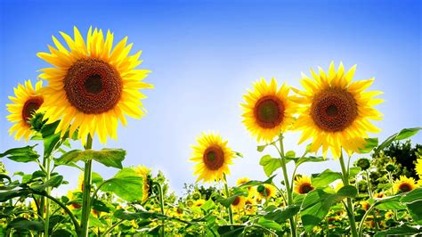 Gorgeous Sunflowers Summer Flowers Wallpaper Preview
