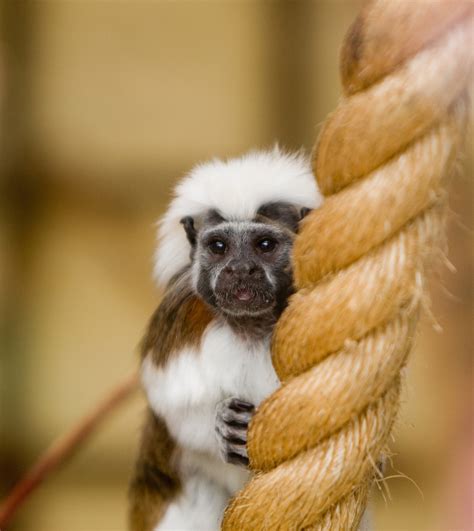 Monkey Tamarin Cotton Top Free Stock Photo Public Domain Pictures