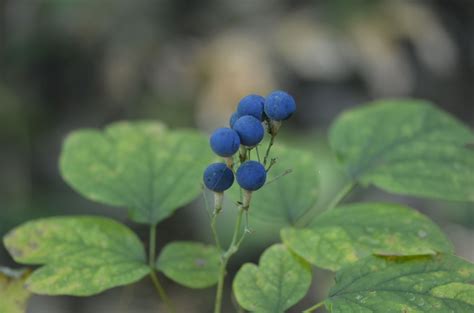 Various Blue Berries Brighten September Walks In Forests In Southern