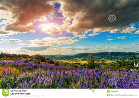 Fantastic Sunset Over The Meadow With Flowers Lupine And Colorful