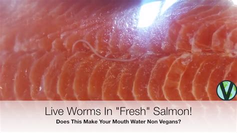 Salmon Worms Youtube