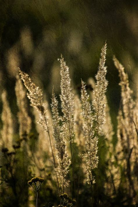 Summer Yellow Grass In The Warm Evening Sun On The Meadow Stock Image