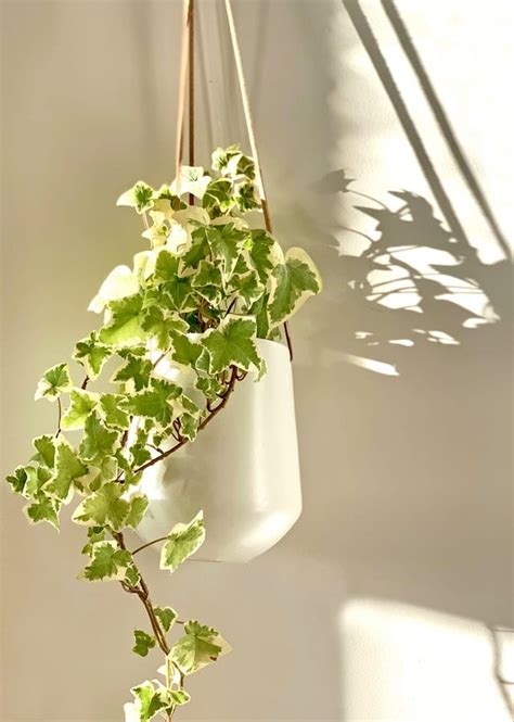What Are The Best Types Of Ivy Plants To Grow Indoors ACCION Chicago