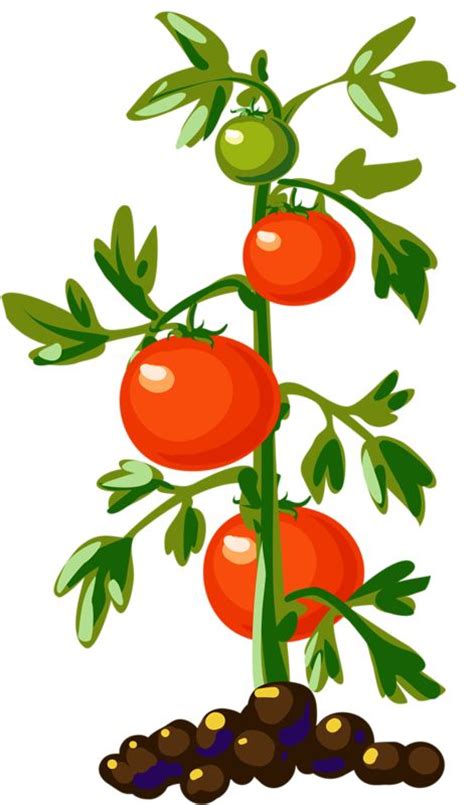 Vegetable Plant Clipart Clipground