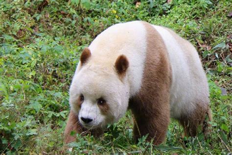Esta é A Primeira Foto Na História De Um Panda Gigante Albino Mdig
