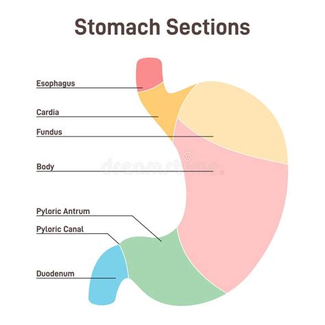 Stomach Sections The Cardia The Fundus The Body The Antrum Stock
