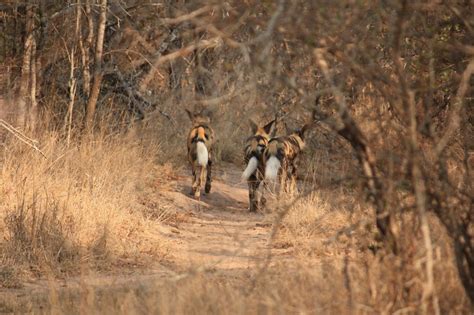 A Walk To Remember A Rarely Seen Pack Of Endangered Wild Dogs