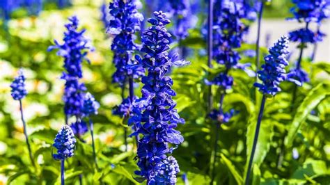 40 Types Of Blue Flowers With Pictures Flower Glossary