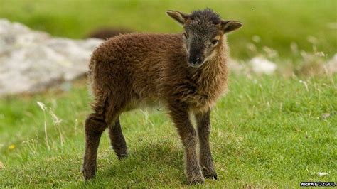 St Kilda Soay Sheep Study Reaches 30th Anniversary Bbc News
