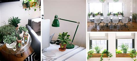 Modern Office Plants Honeysuckle Life