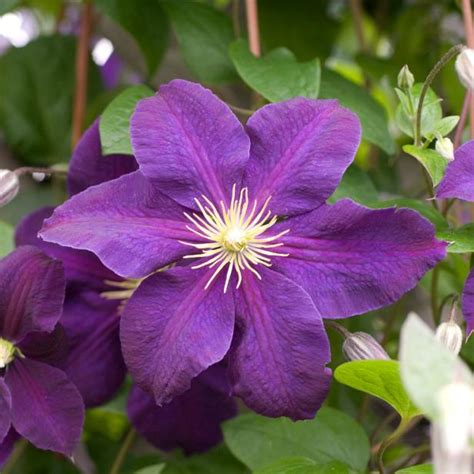 Flowering climbers in particular make a really attractive it is deciduous and will lose its leaves in the winter, but will return year after year. How To Prune Clematis | HGTV