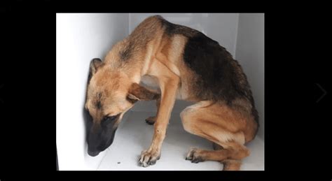 Utterly Terrified German Shepherd Puppy Taken In At Texas Animal