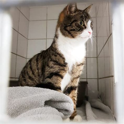 Finde jetzt schnell die besten angebote für katzen suchen ein zu hause auf focus online kleinanzeigen. Katzen suchen ein Zuhause