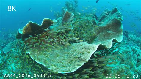 Fish Glassfish School Around Turbanaria Plate Coral 8k On Vimeo