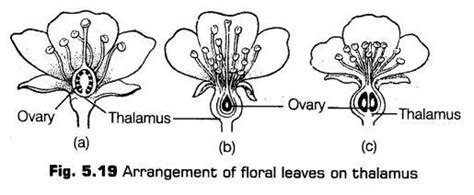 Morphology Of Flowering Plants Cbse Notes For Class 11 Biology Cbse