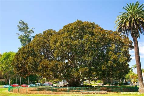 Balboa Park Trees San Diego National Park