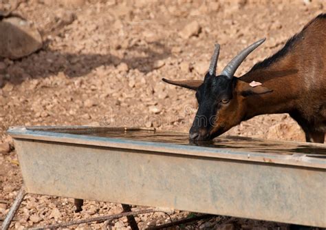 A Brown Goat Drinking Water Royalty Free Stock Photography Image