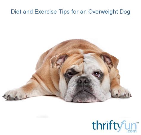 Diet And Exercise Tips For An Overweight Dog Thriftyfun