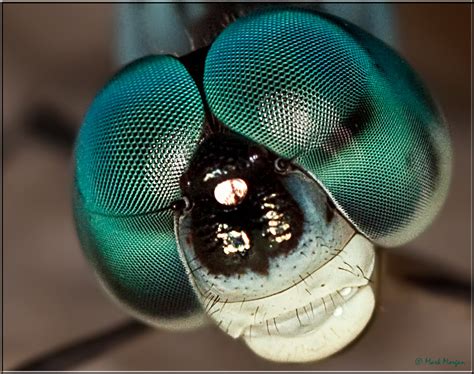 0340 Dragonflys Eyes Seen Through A Macro Lens A Dragonf Flickr