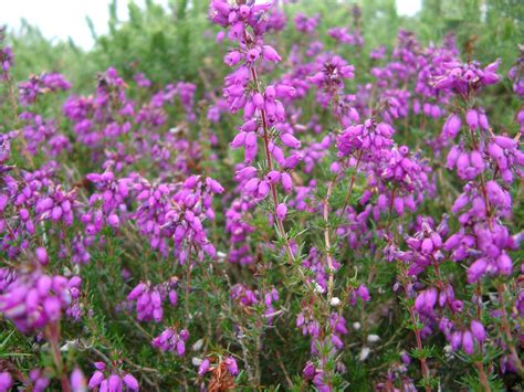 Free Stock Photo Of Nature Detail Of Flowering Purple Heather Plant