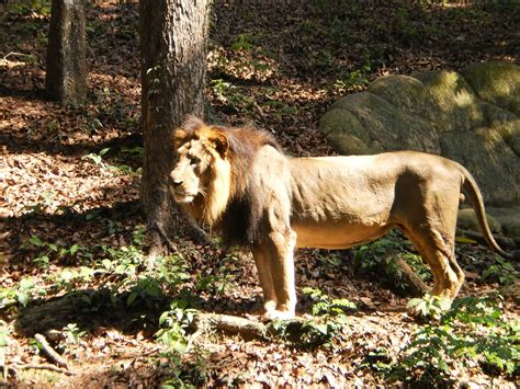 Filelion In Thiruvanathapuram Zoo Natural Habitat Wikimedia Commons