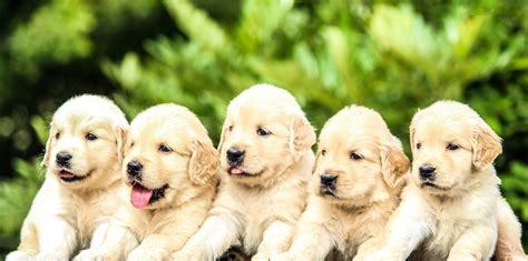 Five Yellow Labrador Retriever Puppies Photo Free Dog