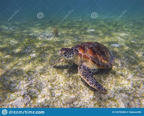 Sea Turtle On Sea Bottom Photo Marine Green Sea Turtle Closeup