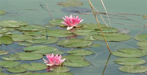 Der schmutzige untergrund steht für die widrigkeiten des menschlichen lebens, aber auch anhaftenden gedanken. Bedeutung Lotusblume Symbol Lotus - SUMANN SPIRIT