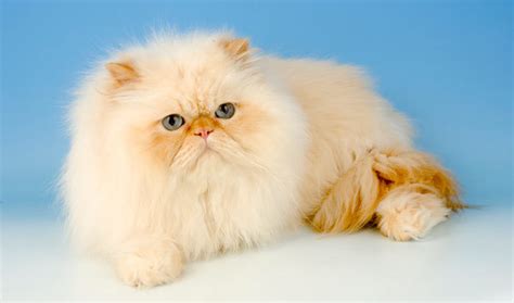persian cat cat breed selector